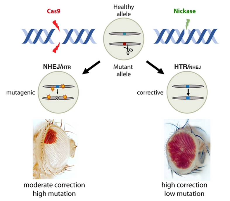 سیستم جدید CRISPR Nicking 